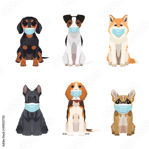 Set of different dogs breeds wearing protective face masks in flat style. Vector objects isolated on white background. Illustration for veterinary clinic