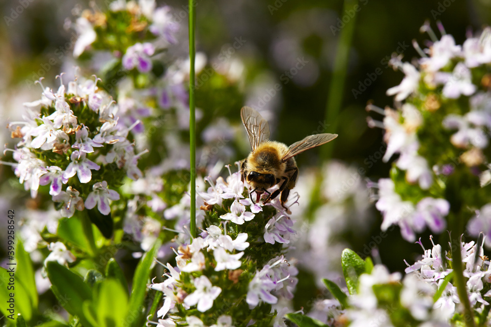 Honigbiene auf Bergbohnenkrautblüten Honigbiene auf Bergbohnenkrautblüten