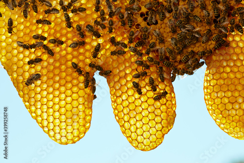 Bienen auf Bienenwaben photo