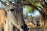 Wild african life. Close up of the Greater Eland  (antelope) standing in African bushes.