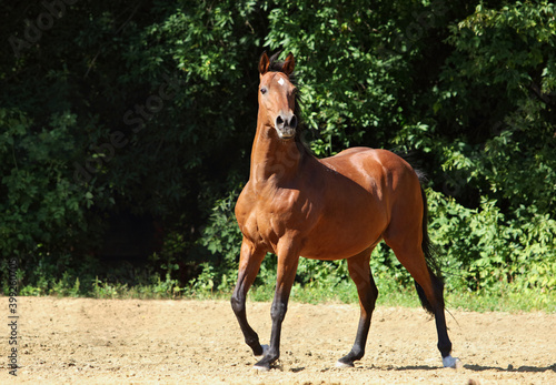 Brown sportive horse into forest ranch in summer evening 
