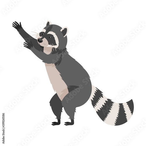 Furry Raccoon Standing on Hind Legs with Outstretching Paws Vector Illustration