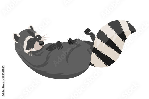 Curious Raccoon Animal Lying on Its Back with Paws Up Vector Illustration