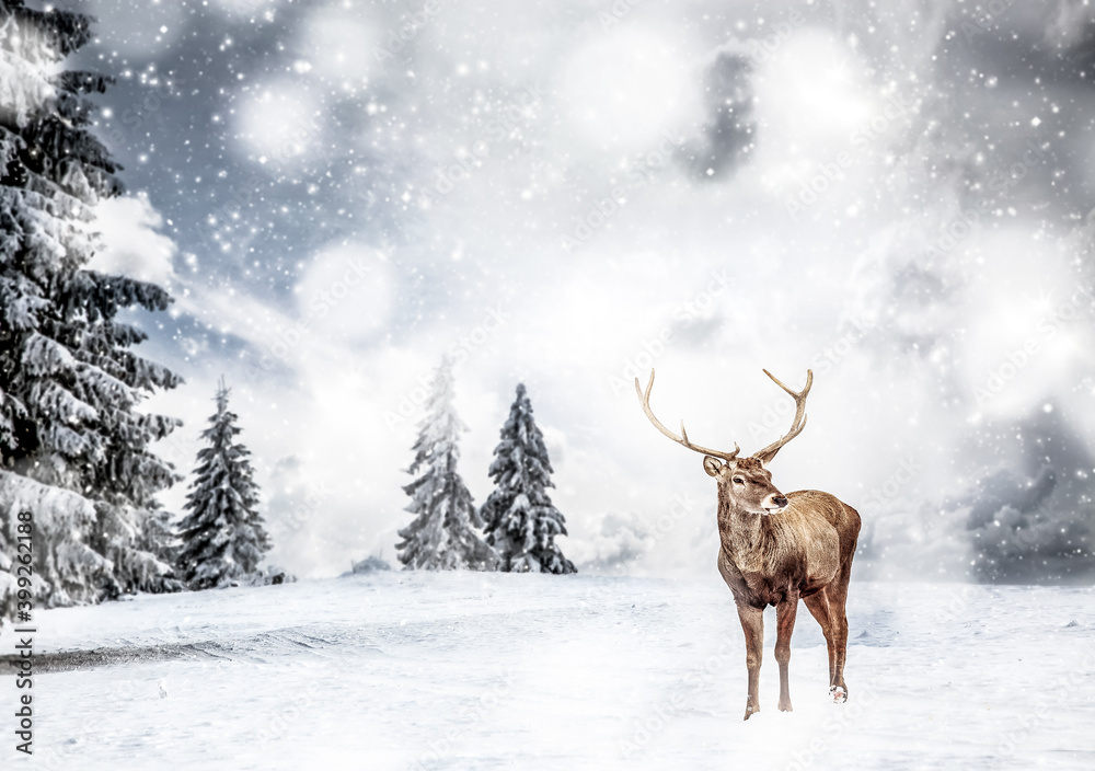 magical Christmas card with oble deermale in fairy tale winter landscape magical Christmas card with oble deermale in fairy tale winter landscape