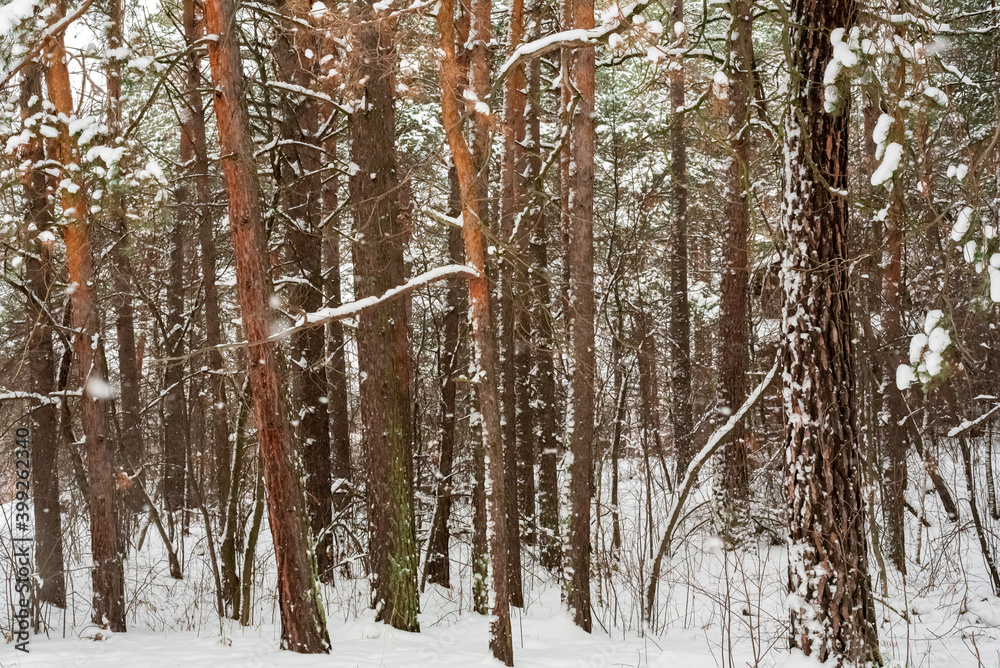 Fototapeta premium Frosty day in a snowy forest. Pine trunk.