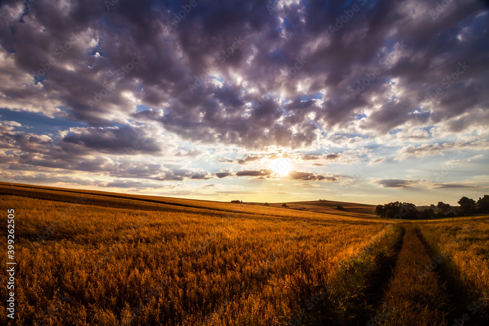 wheat field at sunset