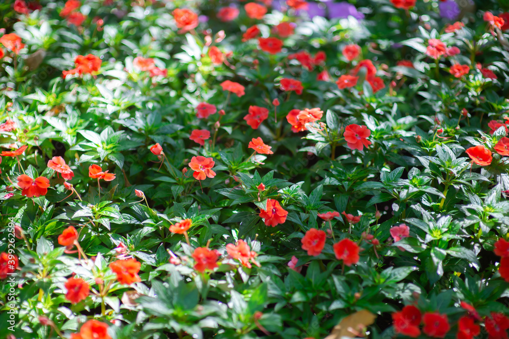 Background picture of multicolored flowers and green leaves