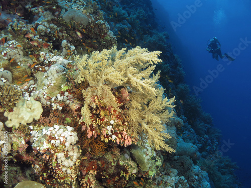 A scuba diver admiring a high diversity Red Sea coral reef © Nina