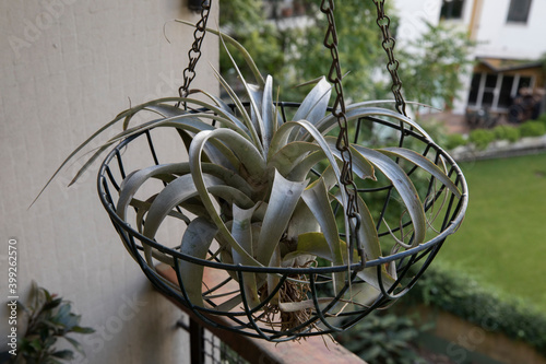 Landscaping and garden decoration. Exotic air plants. Closeup view of a Tillandsia xerographica, also known as xerographic air plant, potted in a metal container hanging from the roof in the balcony. photo