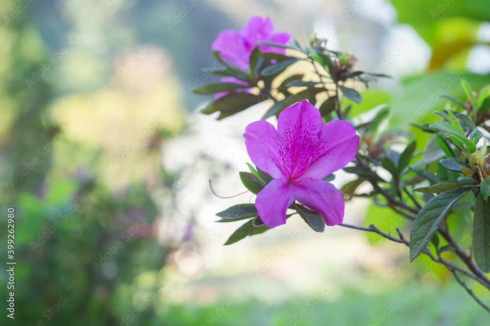 Fototapeta premium Wild Flowers In Nature, Beautiful Purple Wild Flowers