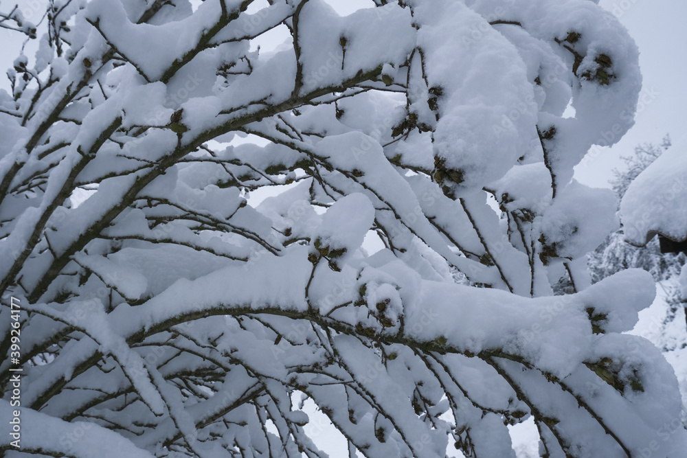 snow covered tree branches close-up across winter landscape. Winter nature background.
