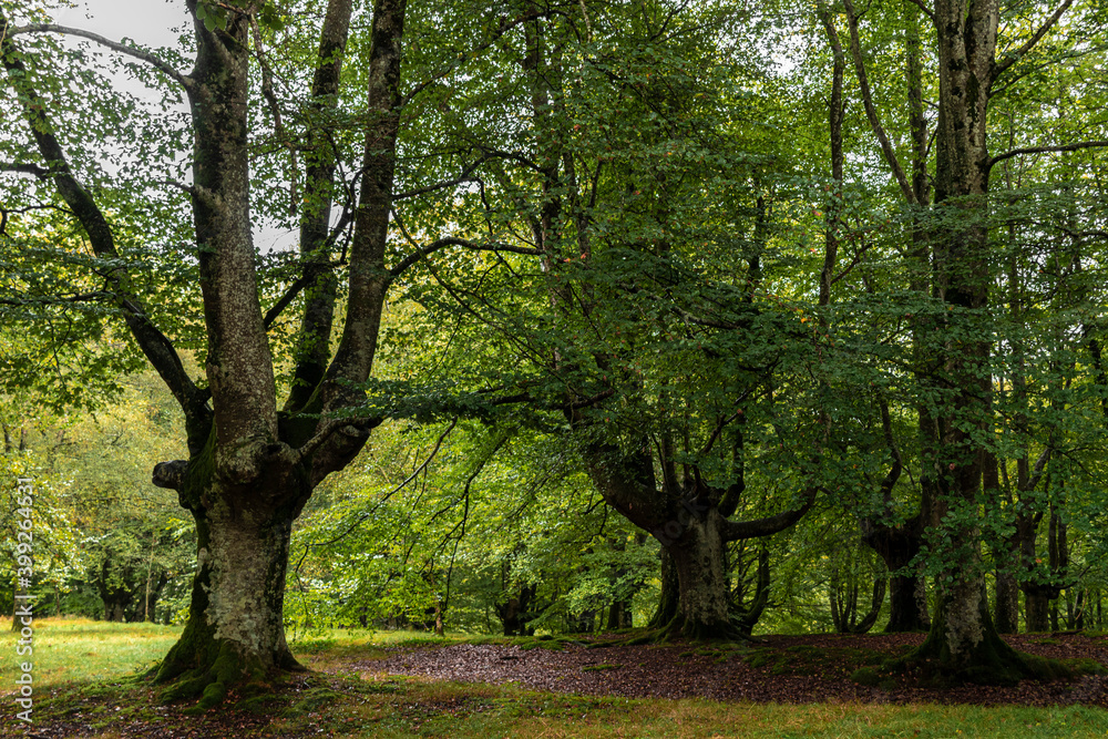 ancient forest in the basque country ancient forest in the basque country