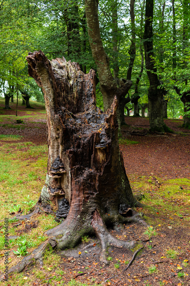 ancient forest in the basque country ancient forest in the basque country