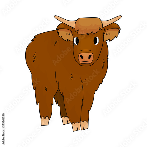 Cute Cartoon isolated small Bull highland cow is standing on the ground on white background