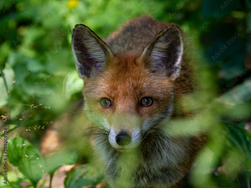 Fototapeta premium Ein Rotfuchs schaut sichernd aus seinem Versteck im Unterholz