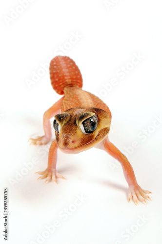 Common knob-tailed gecko // Glatter Knopfschwanzgecko (Nephrurus levis)  photo