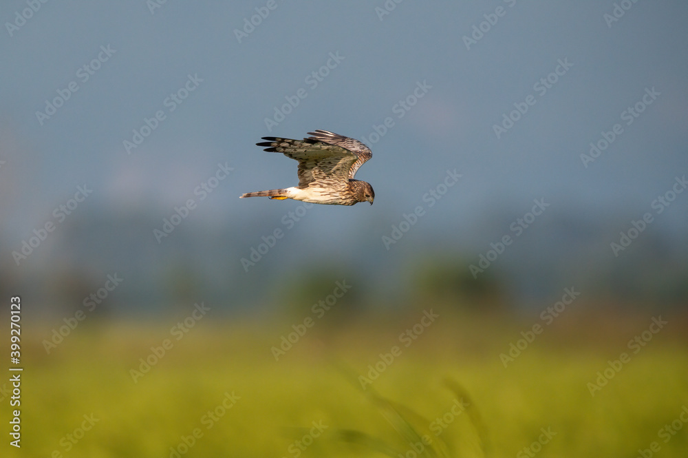 Pied Harrier flying on yellow rice fields, female Pied Harrier flying on yellow rice fields, female