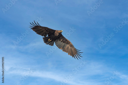 Greater Spotted Eagle flying on blue sky background