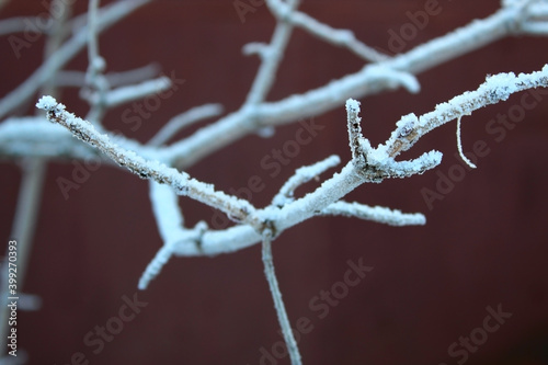 beautiful icy rowan twig with snow