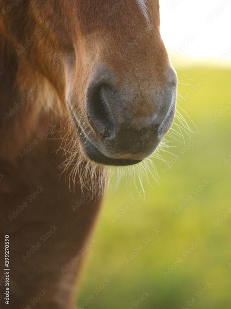 Naklejka premium Horse Abstract