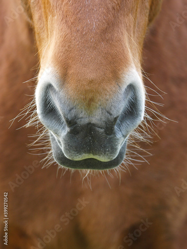 Horse Abstract © Nigel Baker