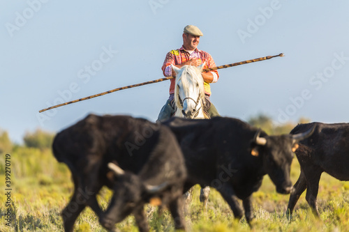 Gardian, cowboy of The Camargue with bulls, Camargue, France photo