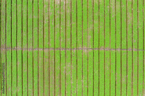 green paddy field from top view