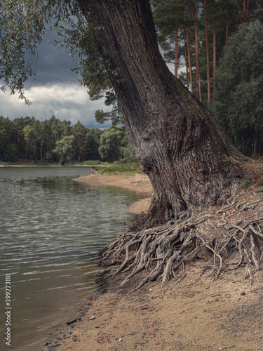 Tree on the Edge of the River Roots Uncovered