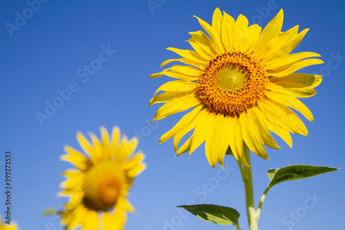 Sunflower against blue sky backdrop