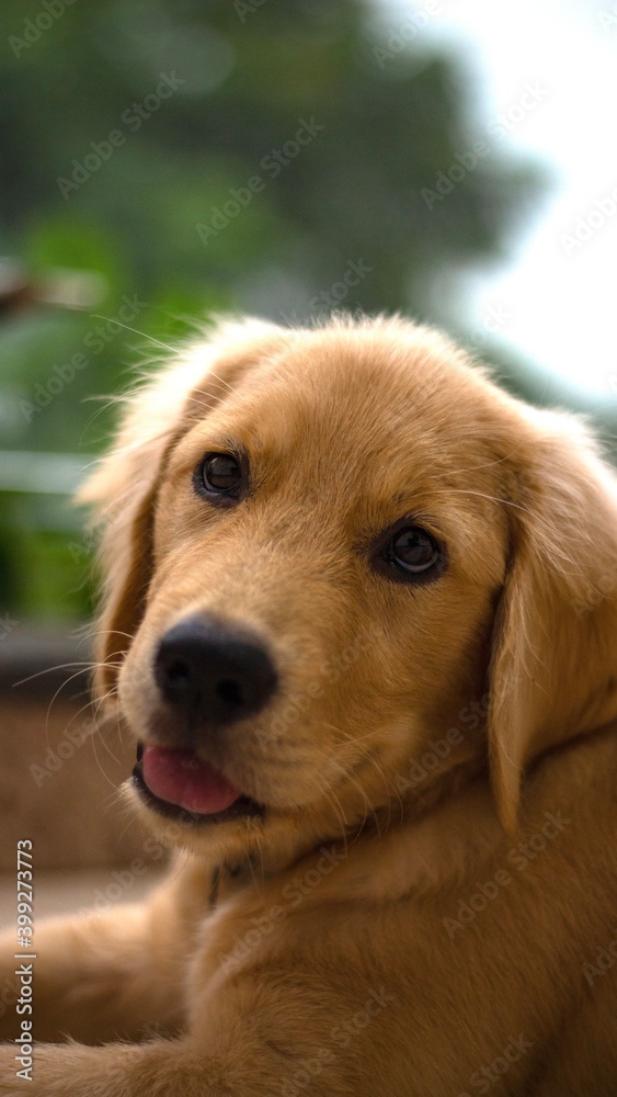Golden Retriever puppy smiling. Pet dog. 