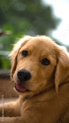 Fototapeta Naklejka Na Ścianę i Meble -  Golden Retriever puppy smiling. Pet dog. 