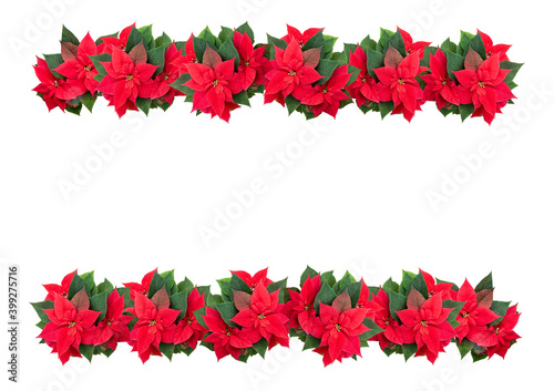 Garlands of poinsettia flowers on a white isolated background. Christmas decoration. Design elements.