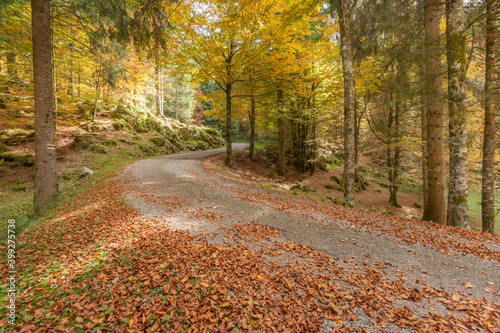 Secondary road inside an Italian forest at fall
