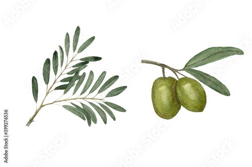 Watercolor illustration of set of olive branches and olives.