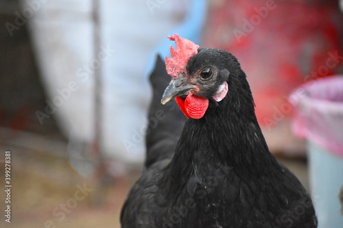 Close up head and neck of a hen, Chicken Head Close-Up