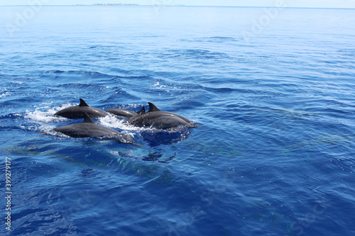 Dolphins jumping in the ocean at Maldives. View from the boat. © frecca