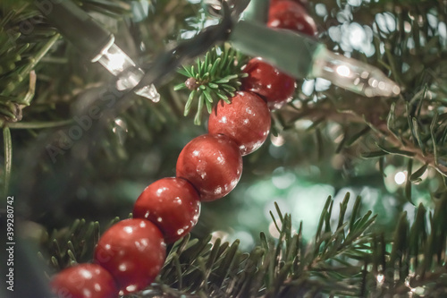 red berries on a tree