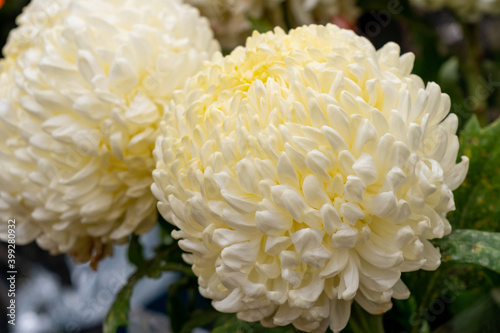 Beautiful chrysanthemum Creamiest in the flower market