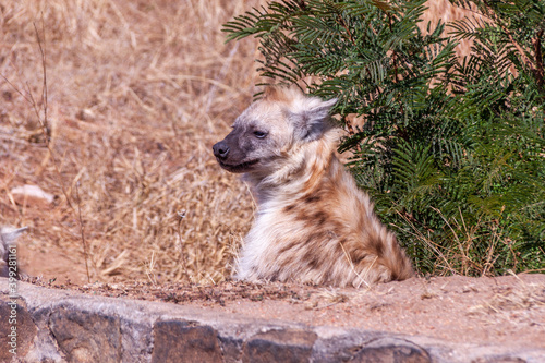 Hyène se reposant, Afrique du Sud photo