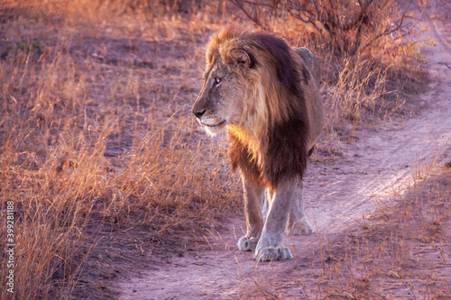 Lion marchant dans la savane au petit matin photo