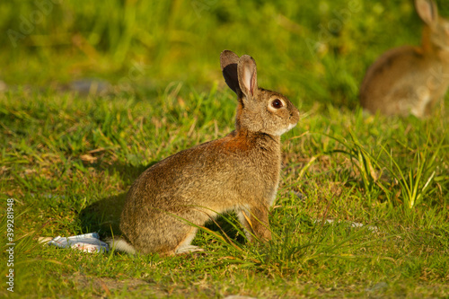 Rabbit in the field on the grass
