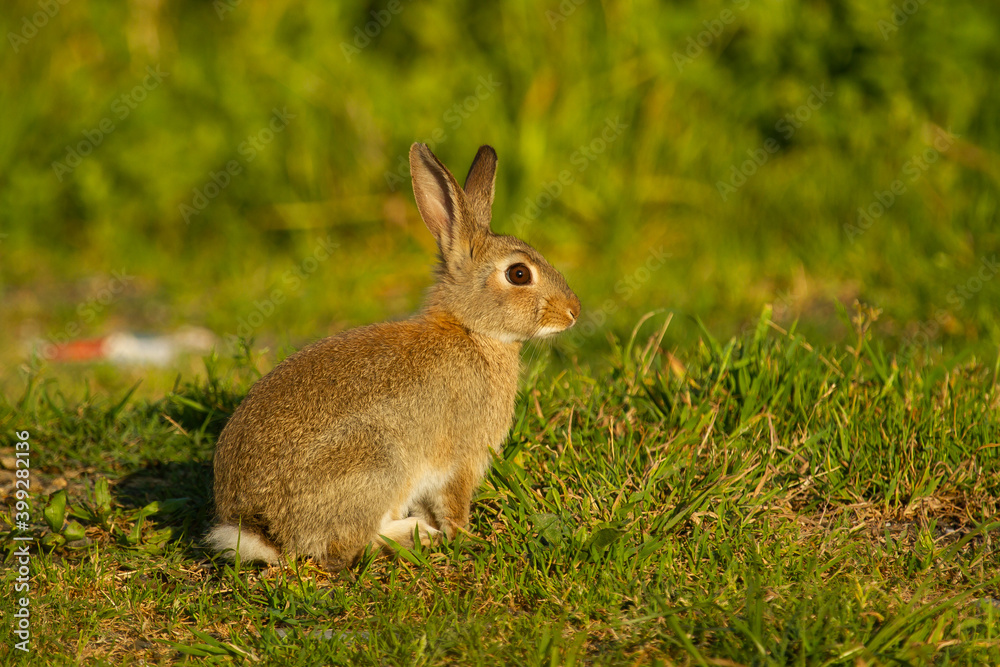 Common rabbit (Oryctolagus cuniculus) looking at the camera in the wild, animal concept. Common rabbit (Oryctolagus cuniculus) looking at the camera in the wild, animal concept.