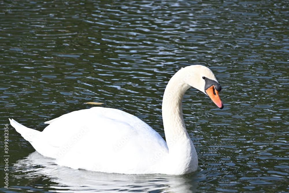 Fototapeta premium swan on the water