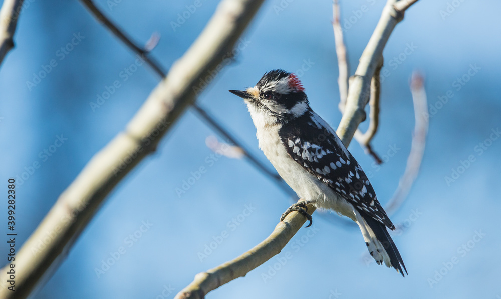 Fototapeta premium male downy woodpecker in tree