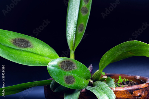 detail of sick orchid, nursery contaminated with fungi and bacteria. Black spot disease or rot, bract, leaf axils and visible pseudo bulbs