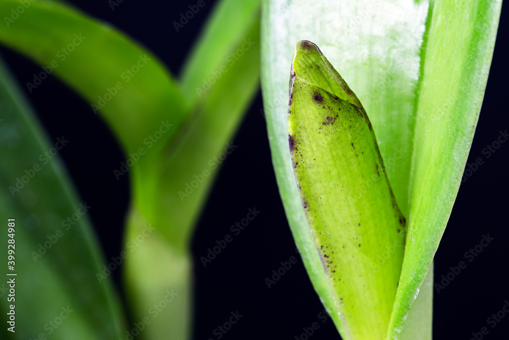 detail of orchid growing, healthy plant. Small bud of the growing flower, bract, leaf armpits and pseudo bulbs in the details