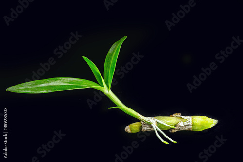 small bud of healthy epiphytic orchids, with roots growing. Parasitic plant, rhizome and plant stem