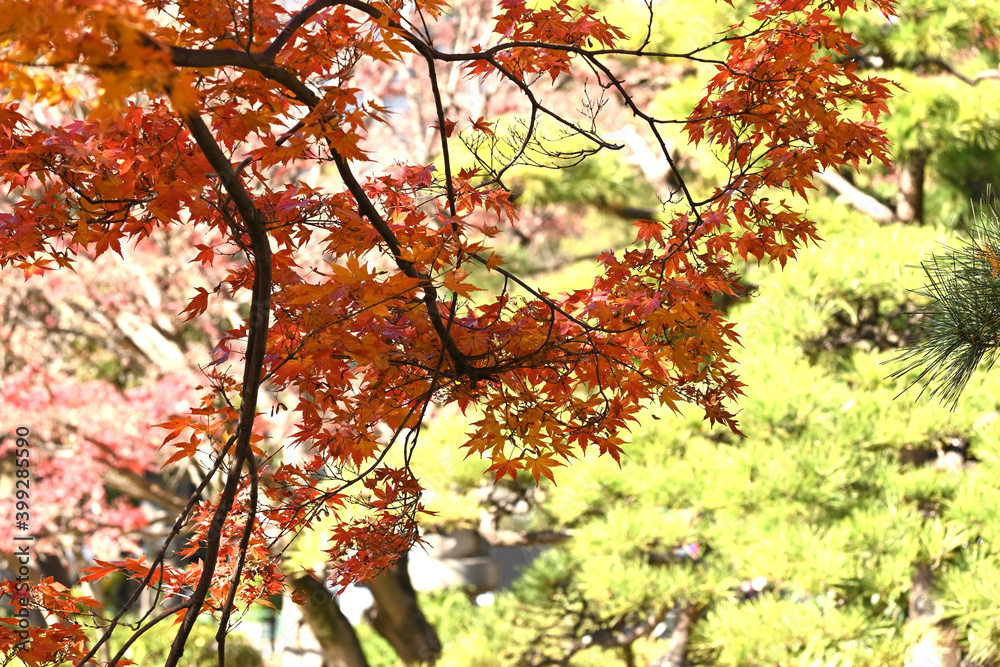 autumn leaves in the park