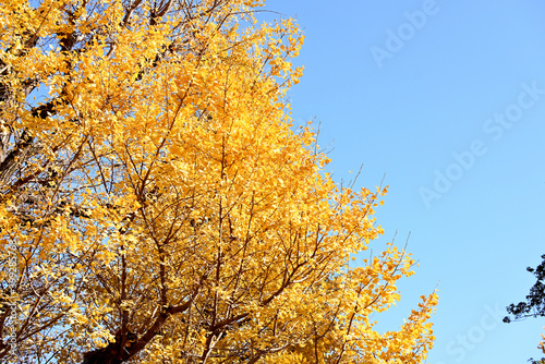 autumn leaves against sky