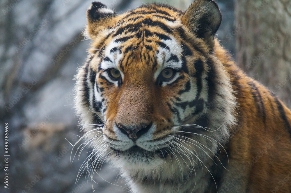 Fototapeta premium 猛獣のトラ